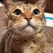 Tuti is registered to the contest to win money with this photo: animal, carpet, cat, close_up, couch, cute, ears, eyes, face, funny, fur, green_eyes, indoors, nose, pet, portrait, sitting, striped_fur, tabby, whiskers