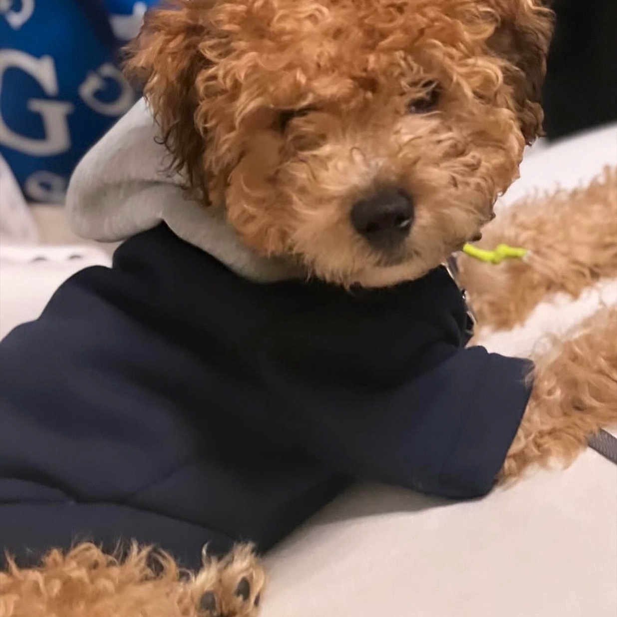 Bentley is registered to the contest to win money with this photo: animal, bison, blanket, canine, dog, dogbed, person, pet, poodle, puppy, sleeping, terrier, whitedog