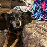 Missy is registered to the contest to win money with this photo: dog, small_dog, black_dog, tan_dog, pet, couch, blanket, indoor, living_room, cozy, furniture, ears, alert, curious, paw, fur, animal, companion, resting, home