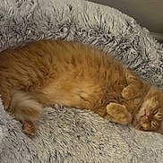 Gizmo is registered to the contest to win money with this photo: cat, orange_cat, sleeping, pet_bed, fluffy, cozy, indoor, relaxed, feline, fur, paw, resting, cute, domestic_cat, animal, bed, soft, comfort, home, nap