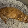 cat, orange_cat, sleeping, pet_bed, fluffy, cozy, indoor, relaxed, feline, fur, paw, resting, cute, domestic_cat, animal, bed, soft, comfort, home, nap