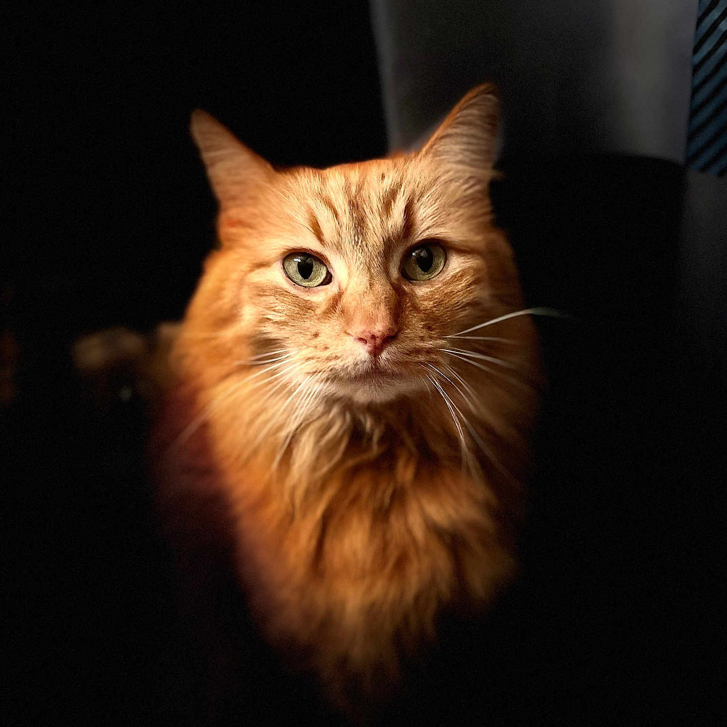 Gizmo