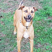 Shooter is registered to the contest to win money with this photo: dog, grass, outdoor, pet, animal, canine, standing, tail, collar, happy, alert, field, nature, fur, ears, mouth, snout, daylight, playful, greenery