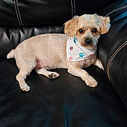 Speck joined the competition — help win amazing prizes! dog, small_dog, bandana, paw_print, leather_couch, pet, cute, fur, relaxed, indoor, animal, canine, seated, looking, ears, eyes, snout, tail, paw, companion