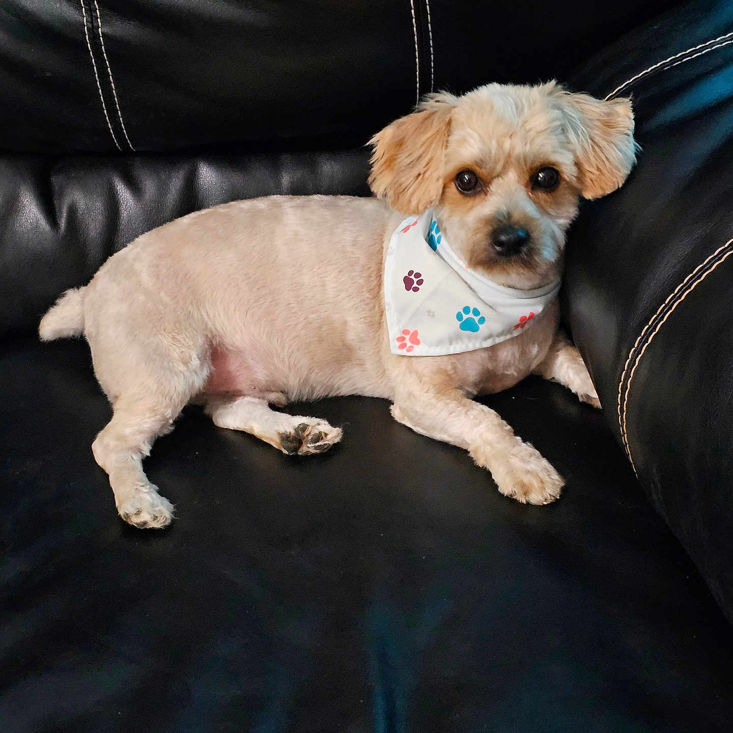 Speck joined the competition — help win amazing prizes! animal, bandana, canine, companion, cute, dog, ears, eyes, fur, indoor, leather_couch, looking, paw, paw_print, pet, relaxed, seated, small_dog, snout, tail