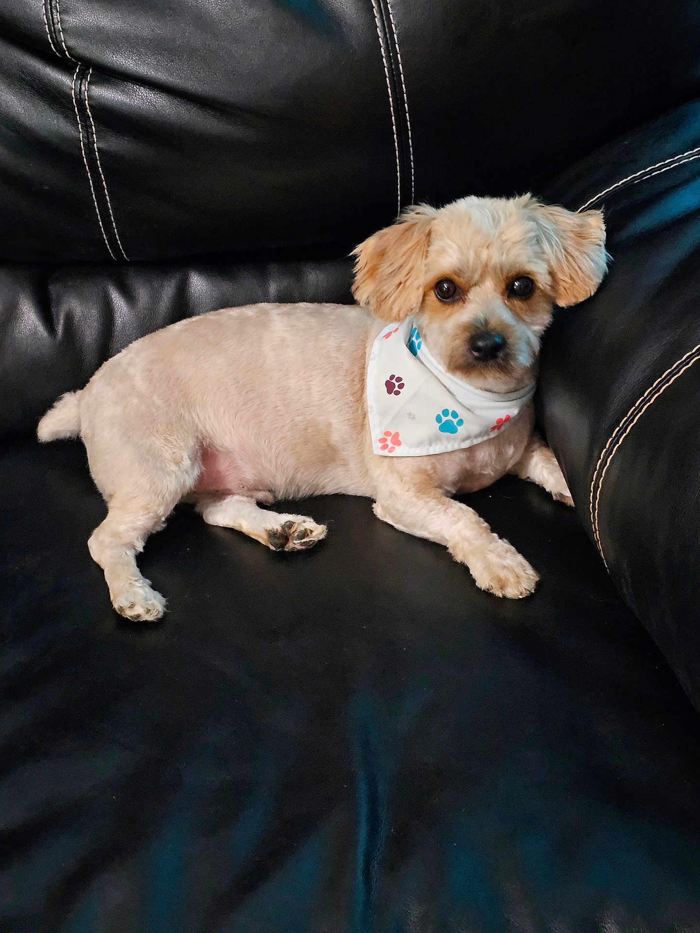 Speck joined the competition — help win amazing prizes! dog, small_dog, bandana, paw_print, leather_couch, pet, cute, fur, relaxed, indoor, animal, canine, seated, looking, ears, eyes, snout, tail, paw, companion