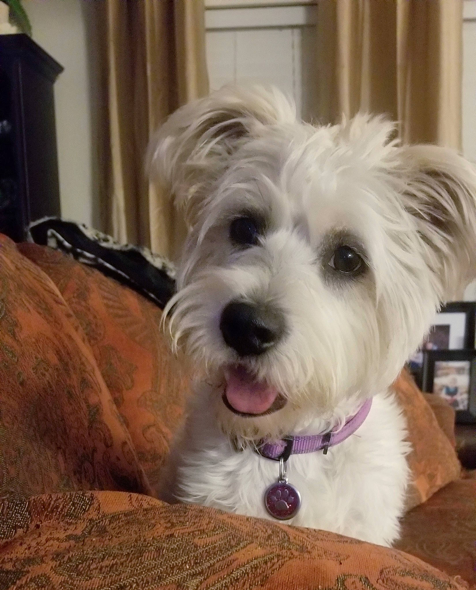 Bijou is registered to the contest to win money with this photo: carnivore, cockapoo, collar, companion_dog, dog, dog_breed, dog_collar, eyewear, fur, happy, labradoodle, poodle_crossbreed, puppy_love, shih_poo, small_terrier, sporting_group, terrier, toy_dog, wood, working_animal