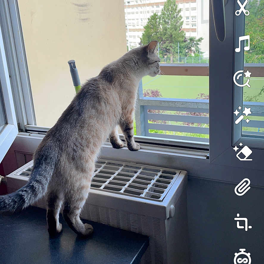 Mimi participe au concours pour gagner de l'argent avec cette photo : abyssinian, alloywheel, animal, car, carwheel, cat, computerhardware, electronics, hardware, machine, manx, monitor, person, pet, spoke, tire, transportation, vehicle, wheel, window