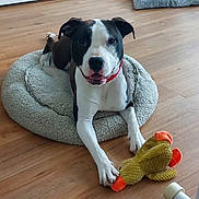 Una a rejoint le concours — aidez-le/la à gagner de superbes lots ! dog, pet, toy, duck_toy, bed, floor, wooden_floor, indoor, animal, canine, black_and_white_dog, collar, playful, resting, furniture, cabinet, home, domestic, smiling_dog, cute