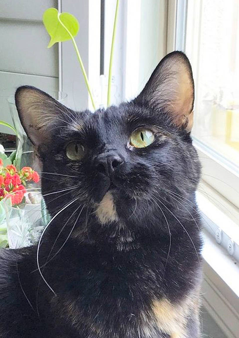 Bandit is registered to the contest to win money with this photo: black_cat, bombay, carnivore, cat, claw, curtain, domestic_short_haired_cat, eye, felidae, flower, flowerpot, fur, houseplant, iris, plant, small_to_medium_sized_cats, snout, tail, terrestrial_animal, whiskers