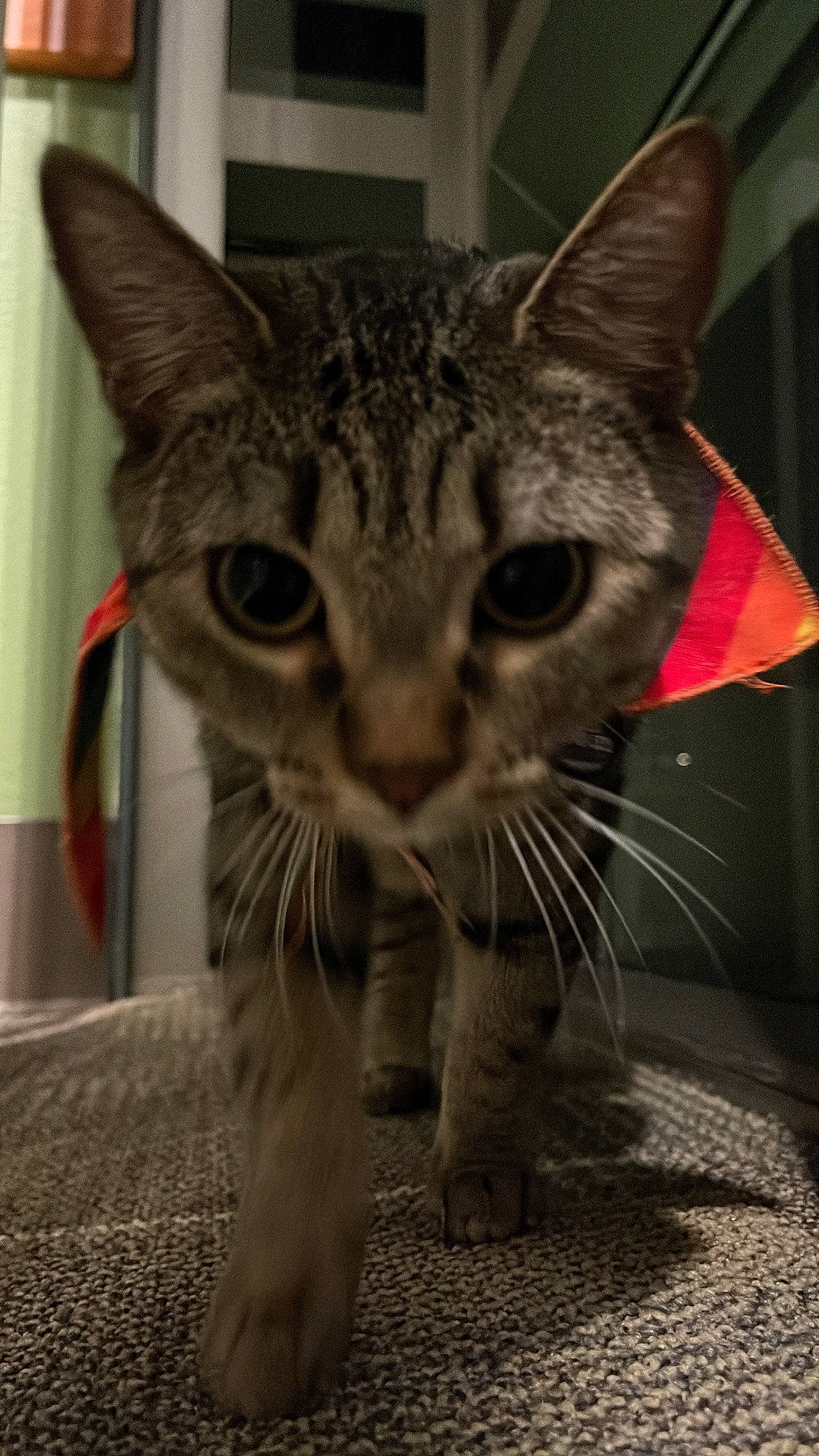 Avocado joined the competition — help win amazing prizes! carnivore, cat, claw, domestic_short_haired_cat, eye, felidae, fur, grey, head, iris, leg, paw, small_to_medium_sized_cats, snout, terrestrial_animal, whiskers, wildlife, window