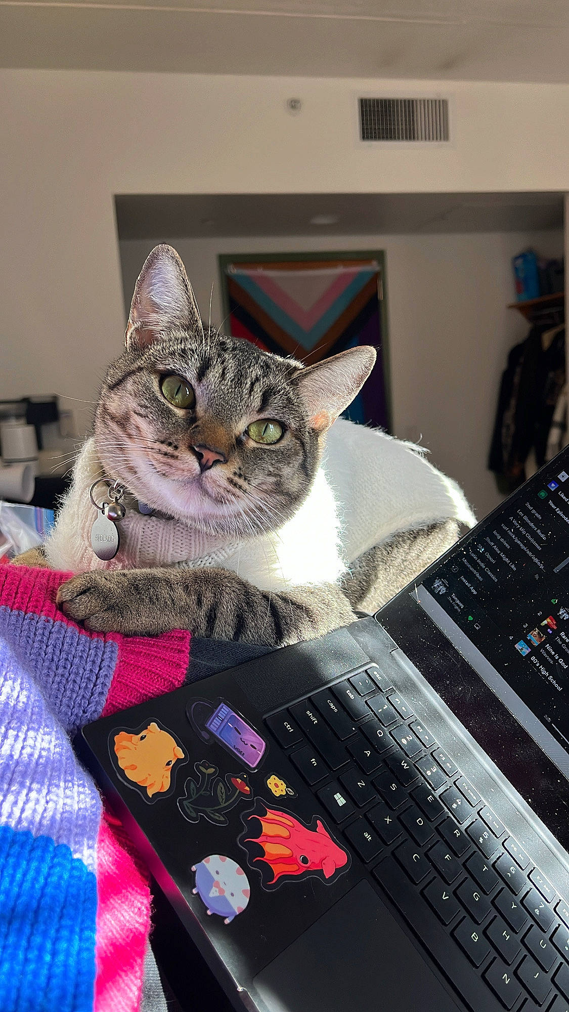 Avocado is registered to the contest to win money with this photo: carnivore, cat, comfort, computer, computer_hardware, domestic_short_haired_cat, felidae, fur, input_device, laptop, linens, netbook, office_equipment, pattern, paw, peripheral, personal_computer, small_to_medium_sized_cats, space_bar, whiskers