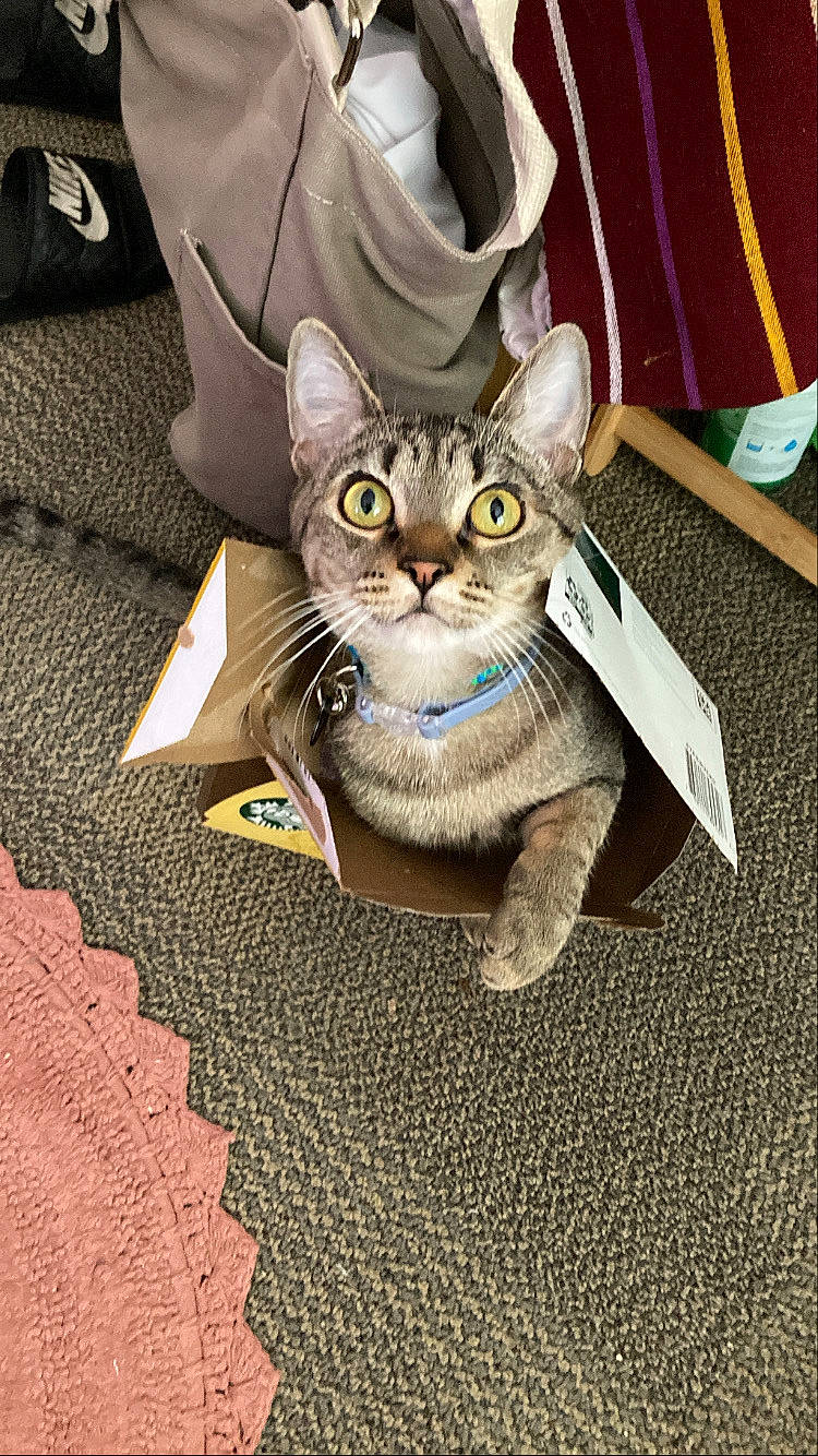 Avocado is registered to the contest to win money with this photo: carnivore, cat, comfort, domestic_short_haired_cat, felidae, flooring, fur, grey, paw, sitting, small_to_medium_sized_cats, snout, whiskers