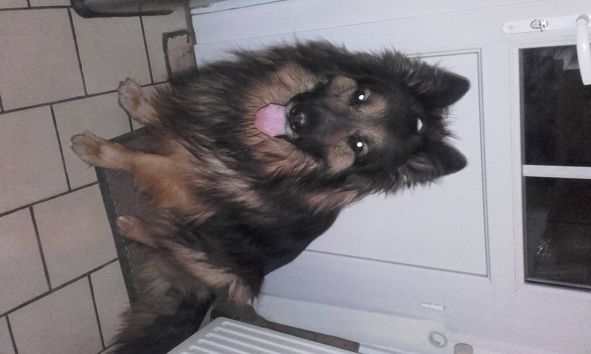 Isak participe au concours pour gagner de l'argent avec cette photo : canidae, carnivore, companion_dog, dog, dog_breed, flooring, fur, liver, non_sporting_group, paw, snout, sporting_group, tail, window, working_animal, working_dog