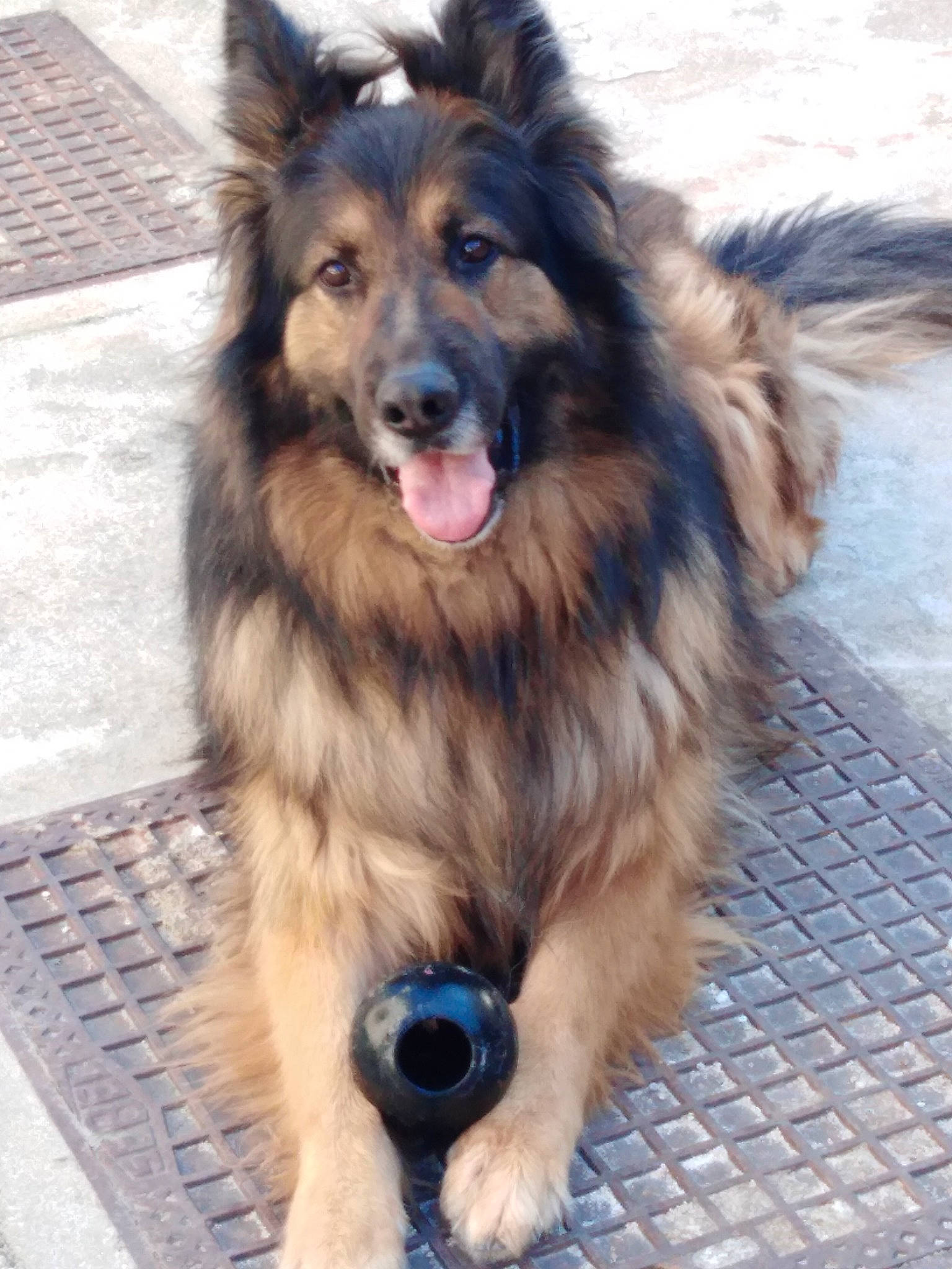 Isak participe au concours pour gagner de l'argent avec cette photo : ancient_dog_breeds, canidae, carnivore, companion_dog, dog, dog_breed, dog_supply, fang, fur, guard_dog, herding_dog, paw, pet_supply, scotch_collie, snout, sporting_group, tail, whiskers, working_animal, working_dog