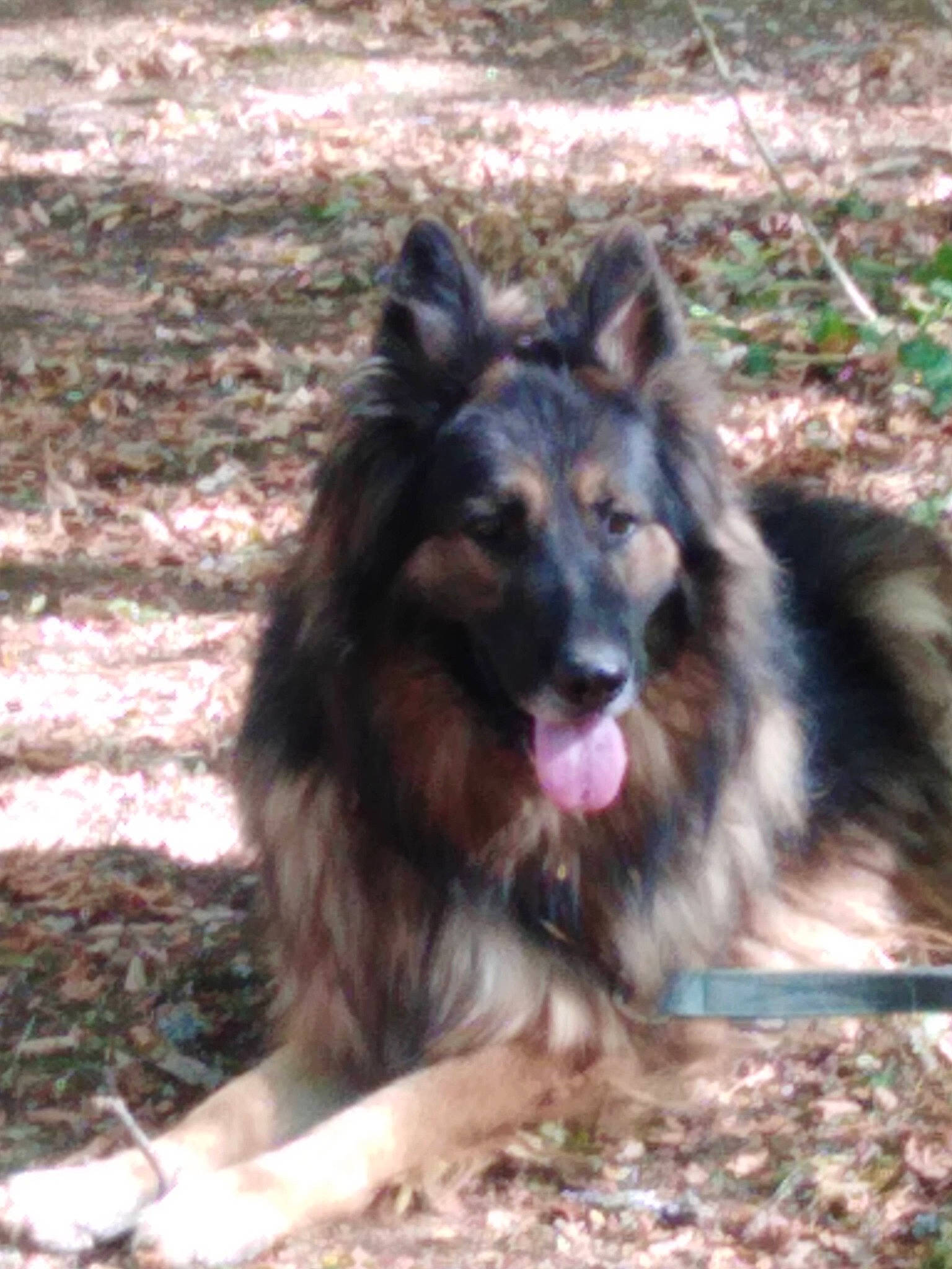 Isak a rejoint le concours — aidez-le/la à gagner de superbes lots ! ancient_dog_breeds, bohemian_shepherd, canidae, carnivore, companion_dog, dog, dog_breed, east_european_shepherd, german_shepherd_dog, grass, guard_dog, herding_dog, king_shepherd, old_german_shepherd_dog, snout, sporting_group, terrestrial_animal, tervuren, working_dog