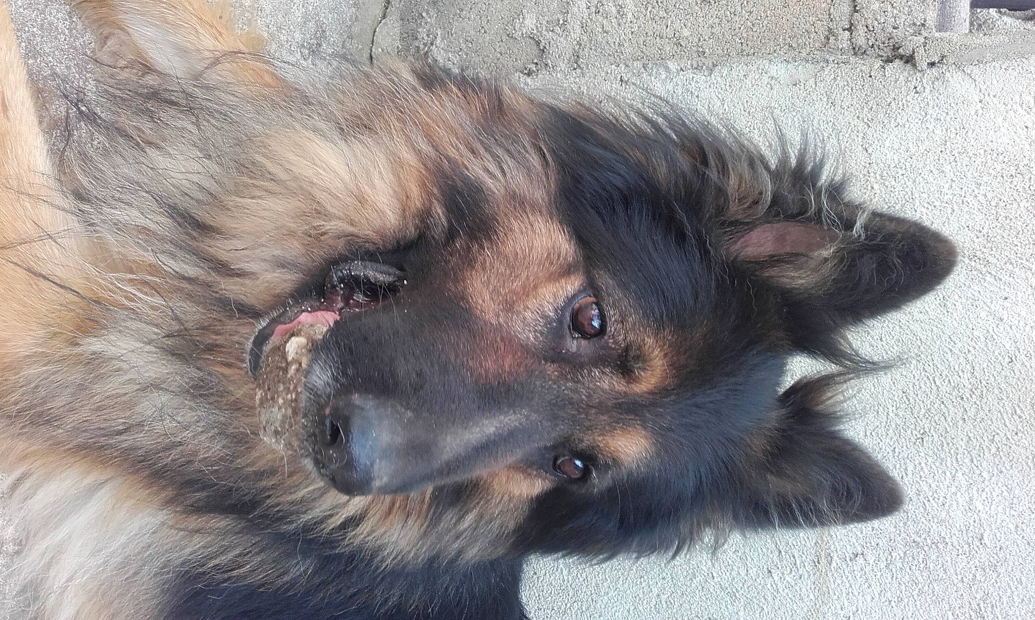 Isak a rejoint le concours — aidez-le/la à gagner de superbes lots ! ancient_dog_breeds, canidae, canis, carnivore, companion_dog, dog, dog_breed, estrela_mountain_dog, fur, giant_dog_breed, keeshond, king_shepherd, liver, non_sporting_group, snout, sporting_group, terrestrial_animal, whiskers, working_animal, working_dog