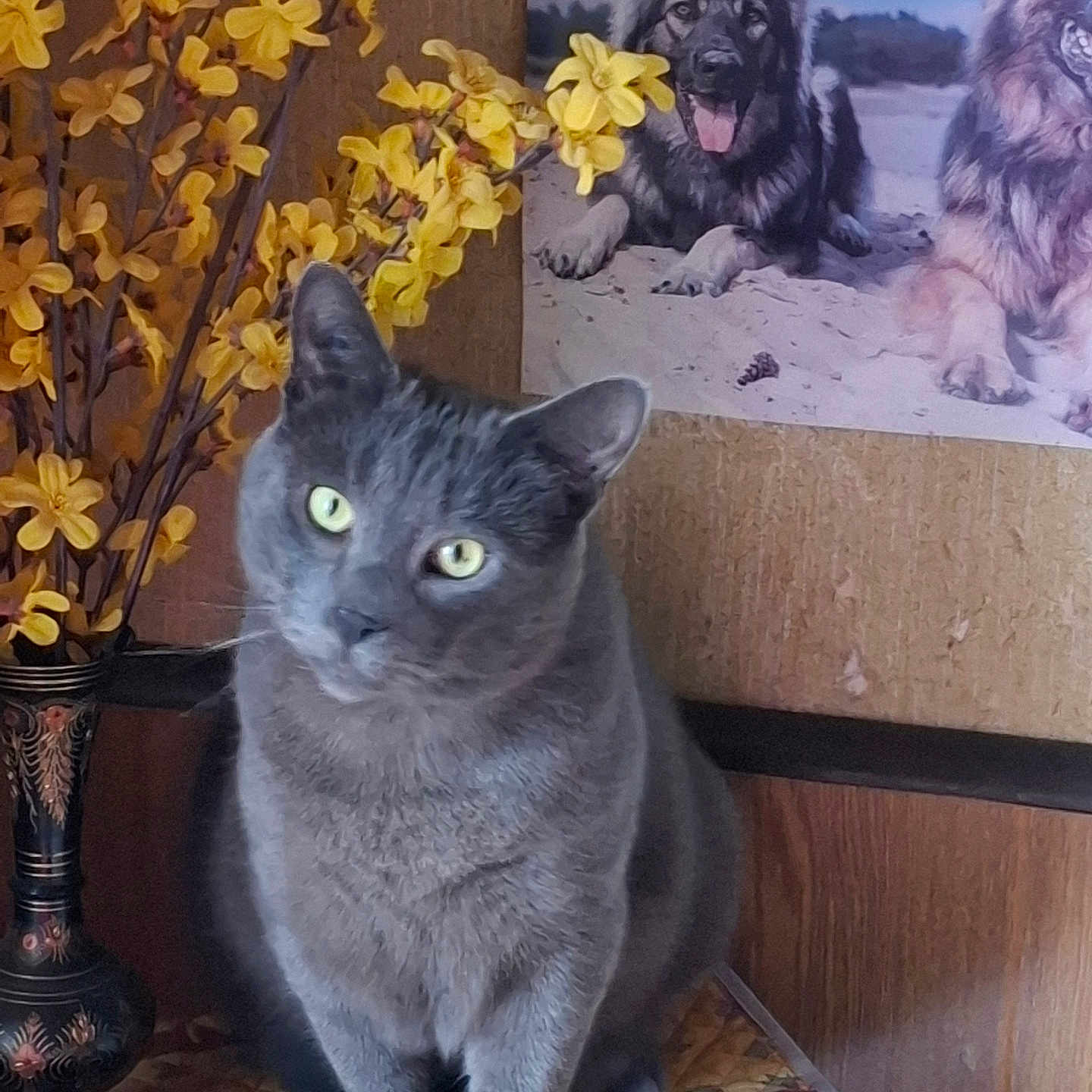 Silver participe au concours pour gagner de l'argent avec cette photo : animal, cat, closeup, curious, decor, dogs, domestic, flowers, furniture, german_shepherd, gray_cat, indoor, pattern, pet, poster, quilt, sitting, vase, wall, yellow_flowers