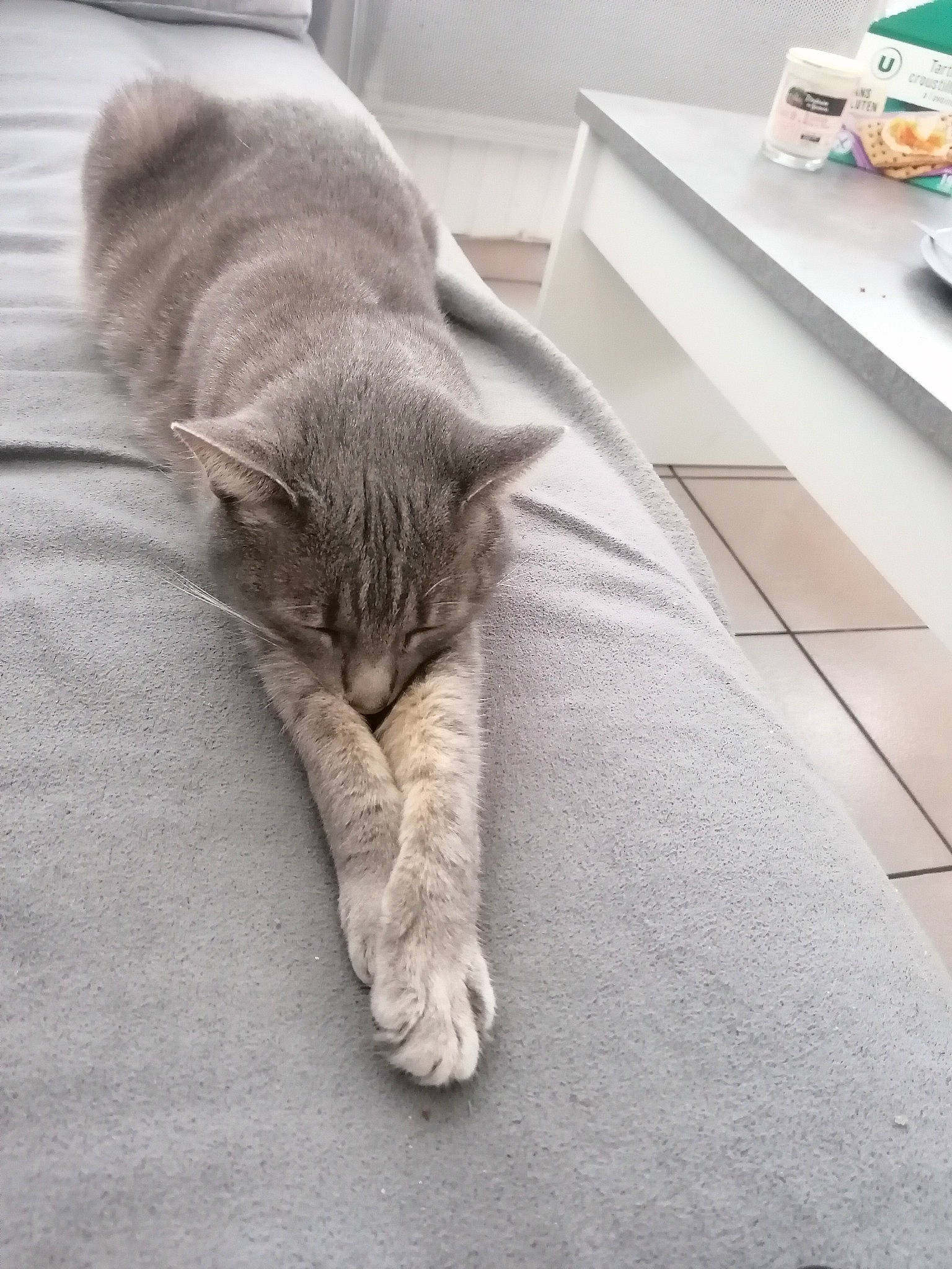 Jersey a rejoint le concours — aidez-le/la à gagner de superbes lots ! asian, british_shorthair, carnivore, cat, domestic_short_haired_cat, european_shorthair, fawn, felidae, floor, fur, korat, nap, nebelung, polydactyl_cat, russian_blue, sleep, small_to_medium_sized_cats, tabby_cat, tail, whiskers