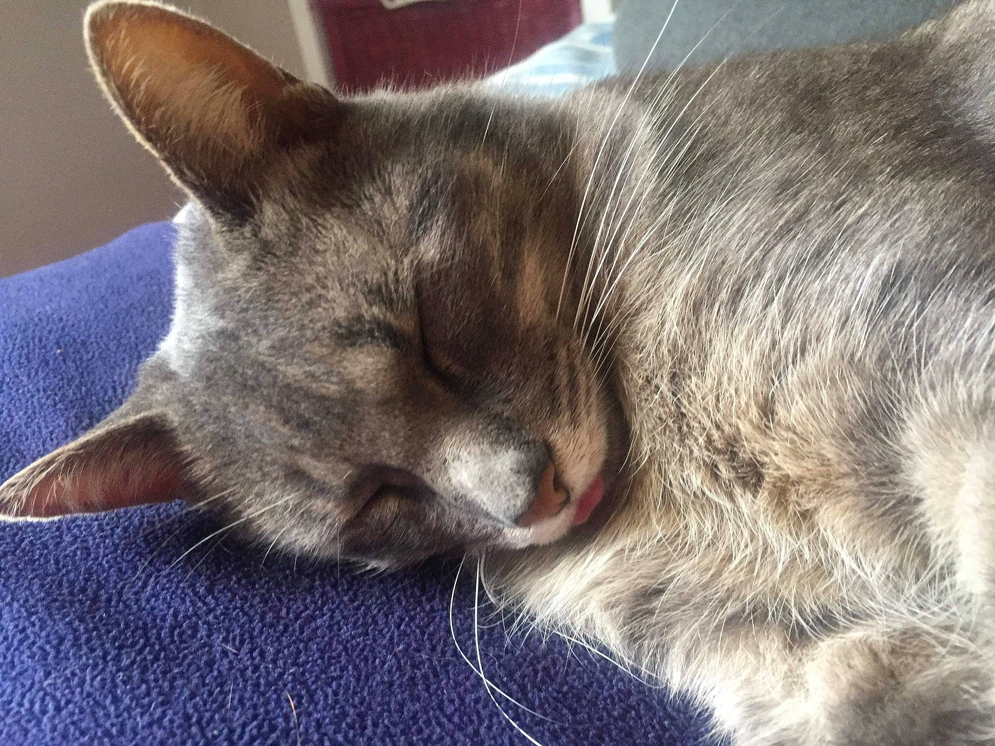 Jersey participe au concours pour gagner de l'argent avec cette photo : asian, british_shorthair, burmese, carnivore, cat, chartreux, domestic_short_haired_cat, felidae, fur, korat, mammal, nap, nebelung, nose, sky, sleep, small_to_medium_sized_cats, snout, tabby_cat, whiskers