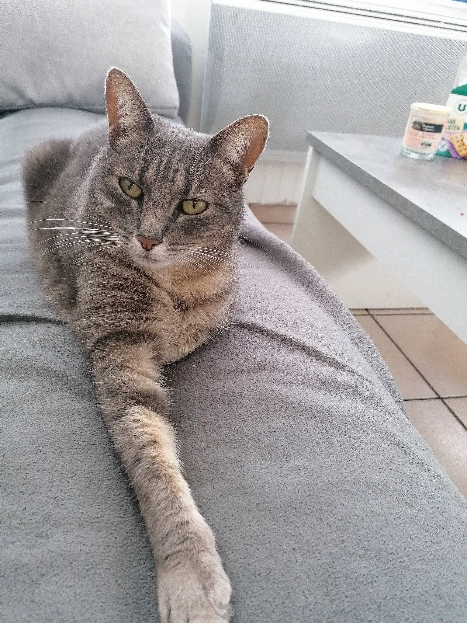 Jersey participe au concours pour gagner de l'argent avec cette photo : aegean_cat, asian, australian_mist, carnivore, cat, domestic_short_haired_cat, dragon_li, european_shorthair, felidae, fur, kitten, mammal, polydactyl_cat, small_to_medium_sized_cats, tabby_cat, whiskers