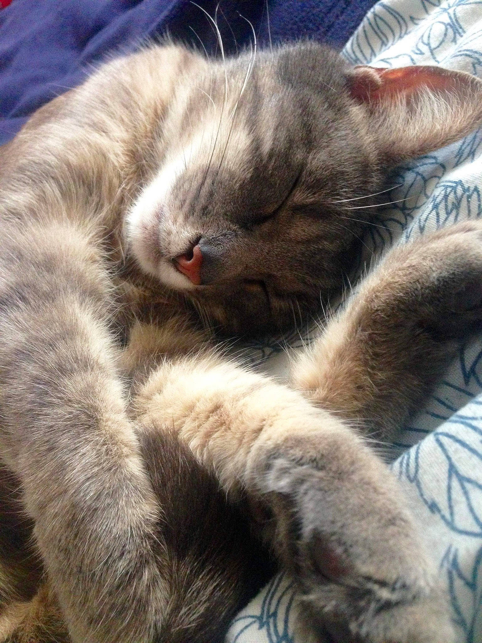 Jersey participe au concours pour gagner de l'argent avec cette photo : british_shorthair, carnivore, cat, chartreux, claw, european_shorthair, fawn, felidae, fur, kitten, korat, mammal, nap, nebelung, paw, russian_blue, sleep, small_to_medium_sized_cats, snout, whiskers