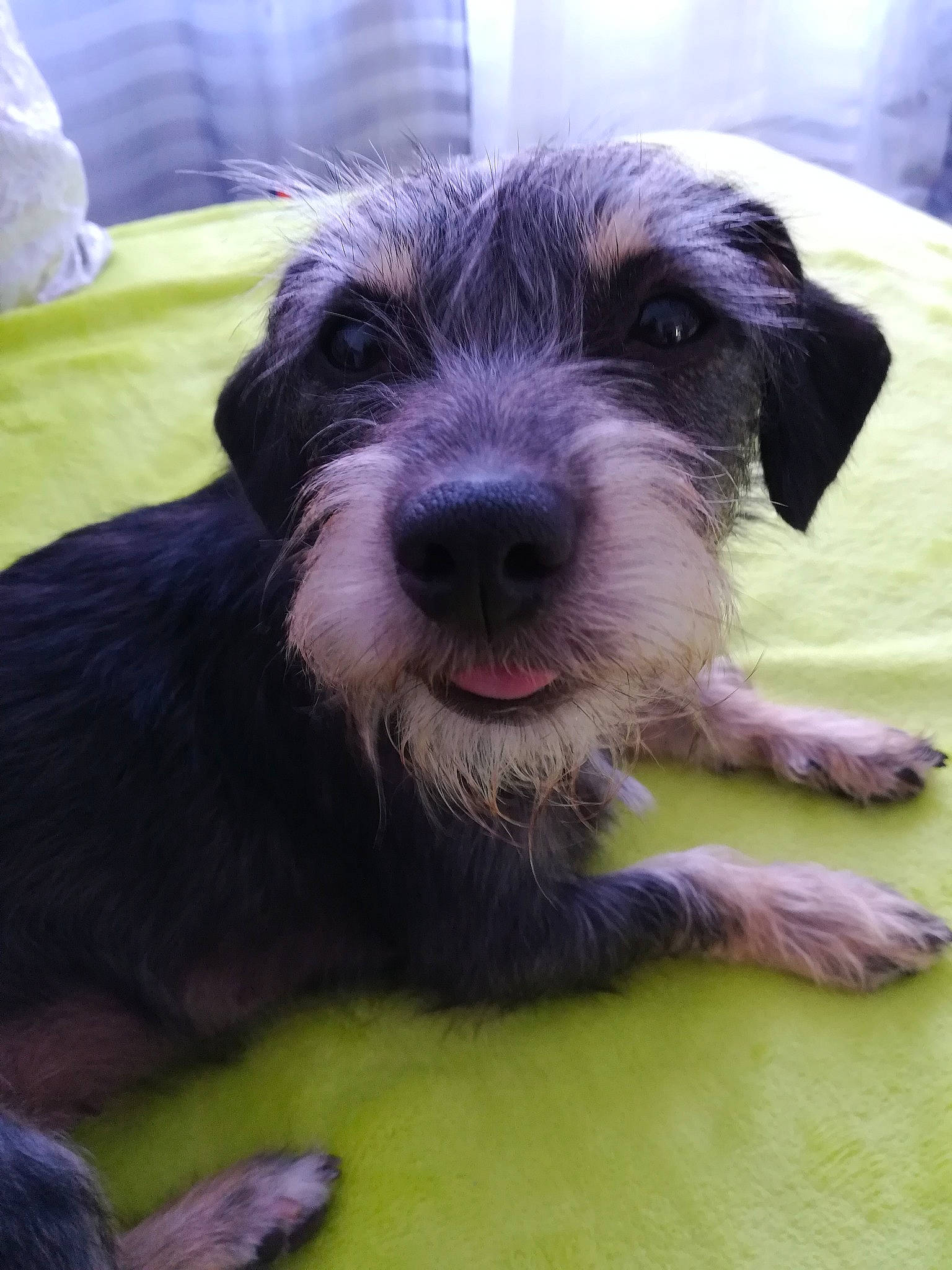 Shadow participe au concours pour gagner de l'argent avec cette photo : bosnian_coarse_haired_hound, canidae, carnivore, cesky_terrier, companion_dog, dog, dog_breed, irish_wolfhound, mammal, miniature_schnauzer, puppy, rare_breed_dog, schnauzer, schnoodle, snout, sporting_group, sporting_lucas_terrier, standard_schnauzer, terrier, vertebrate