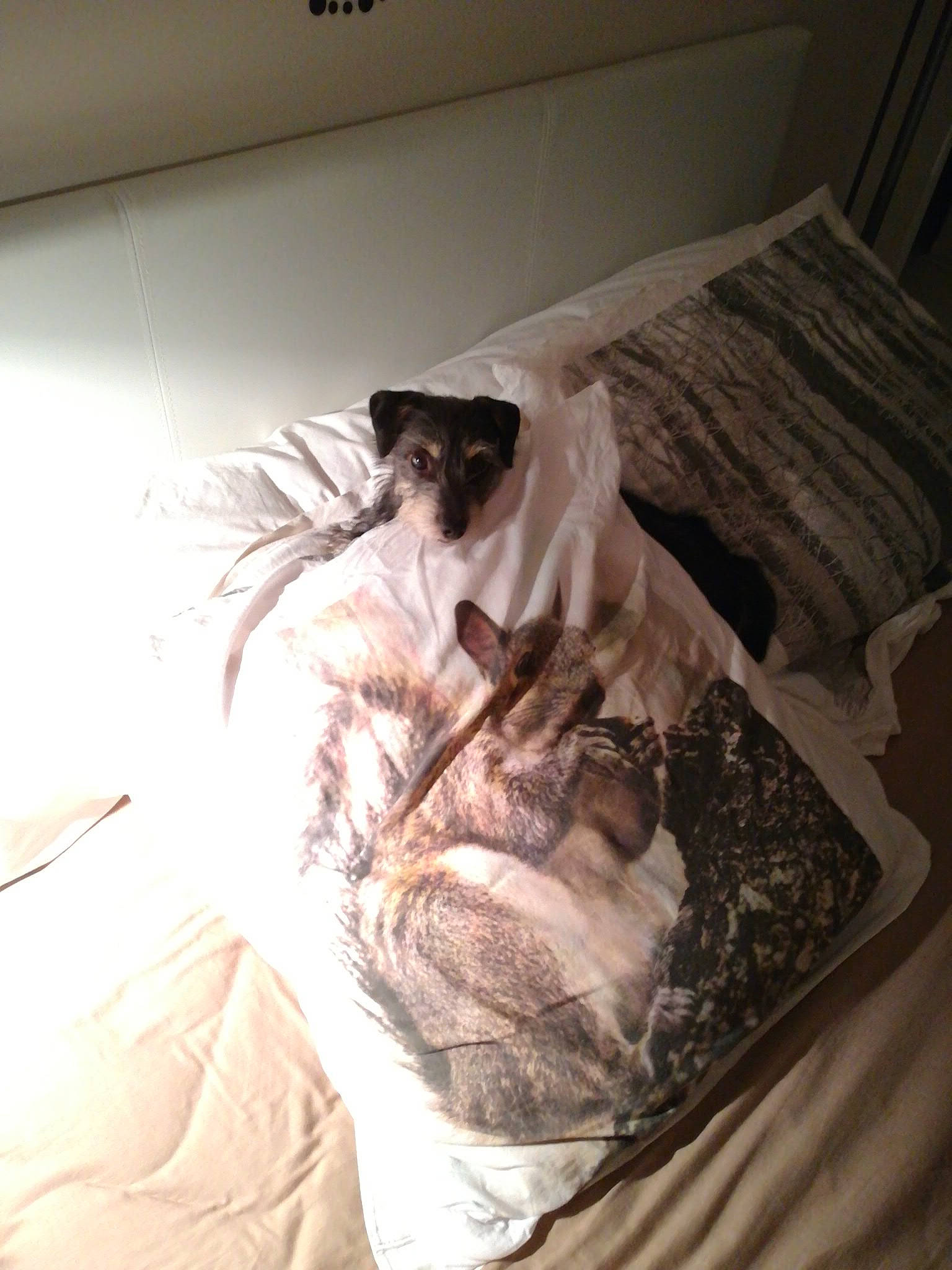 Shadow a rejoint le concours — aidez-le/la à gagner de superbes lots ! bed, room