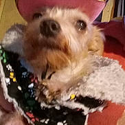 Twinkle joined the competition — help win amazing prizes! accessory, animal, blurred, close_up, colorful, costume, cozy, cute, cute_pet, dog, domestic_animal, fabric, face, furry, hat, indoor, pet, portrait, scarf, warm