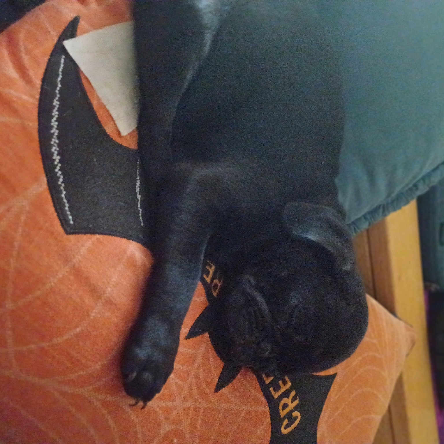 Firecracker joined the competition — help win amazing prizes! carnivore, comfort, companion_dog, dog, dog_breed, fashion_accessory, fawn, flooring, foot, gesture, human_leg, knee, nail, personal_protective_equipment, snout, sporting_group, tail, thigh, working_animal, wrist