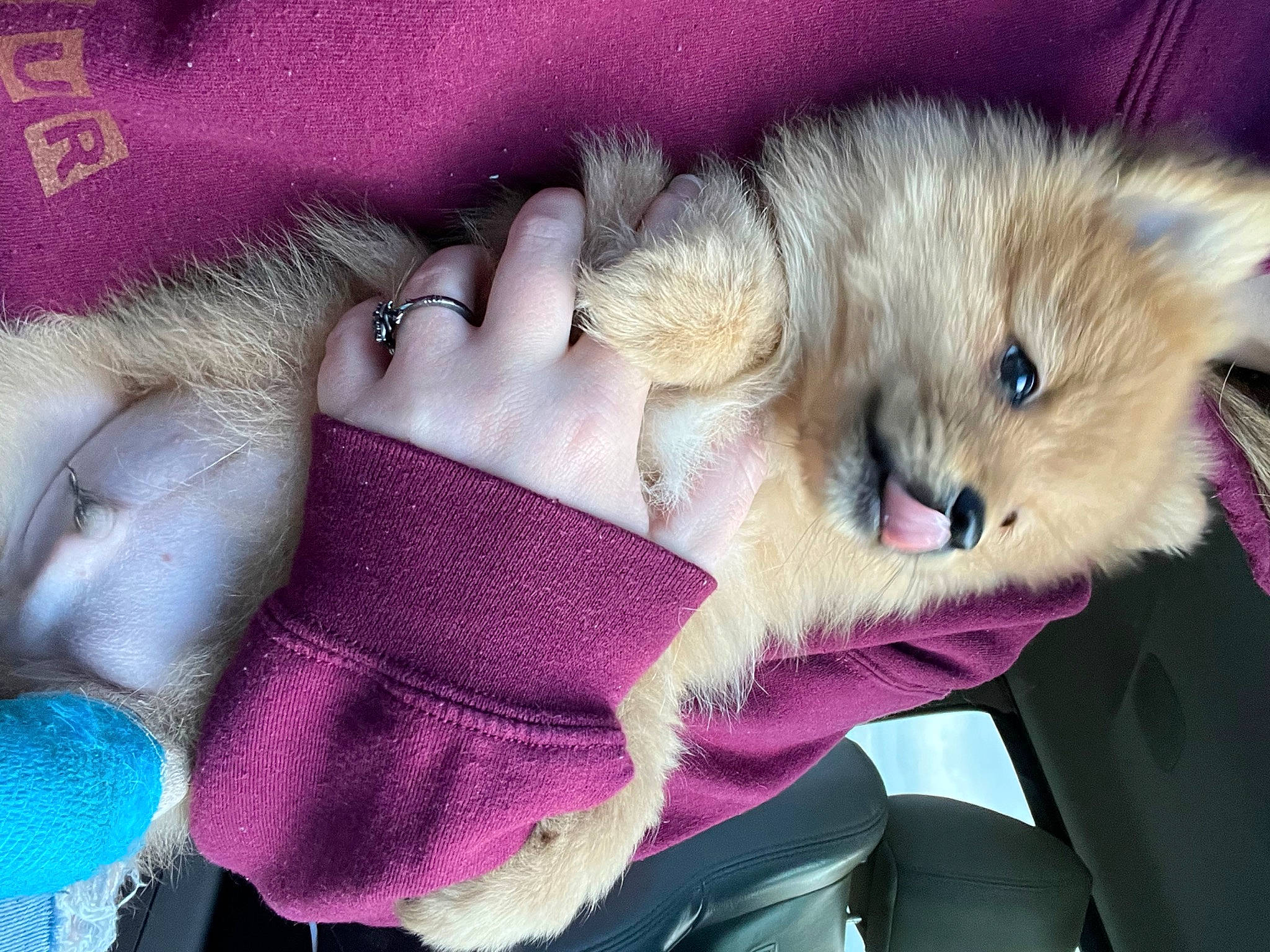 Teddy joined the competition — help win amazing prizes! carnivore, cat, claw, comfort, companion_dog, domestic_short_haired_cat, eyelash, felidae, fur, fur_clothing, magenta, nap, plush, purple, small_to_medium_sized_cats, stuffed_toy, tail, textile, toy, whiskers