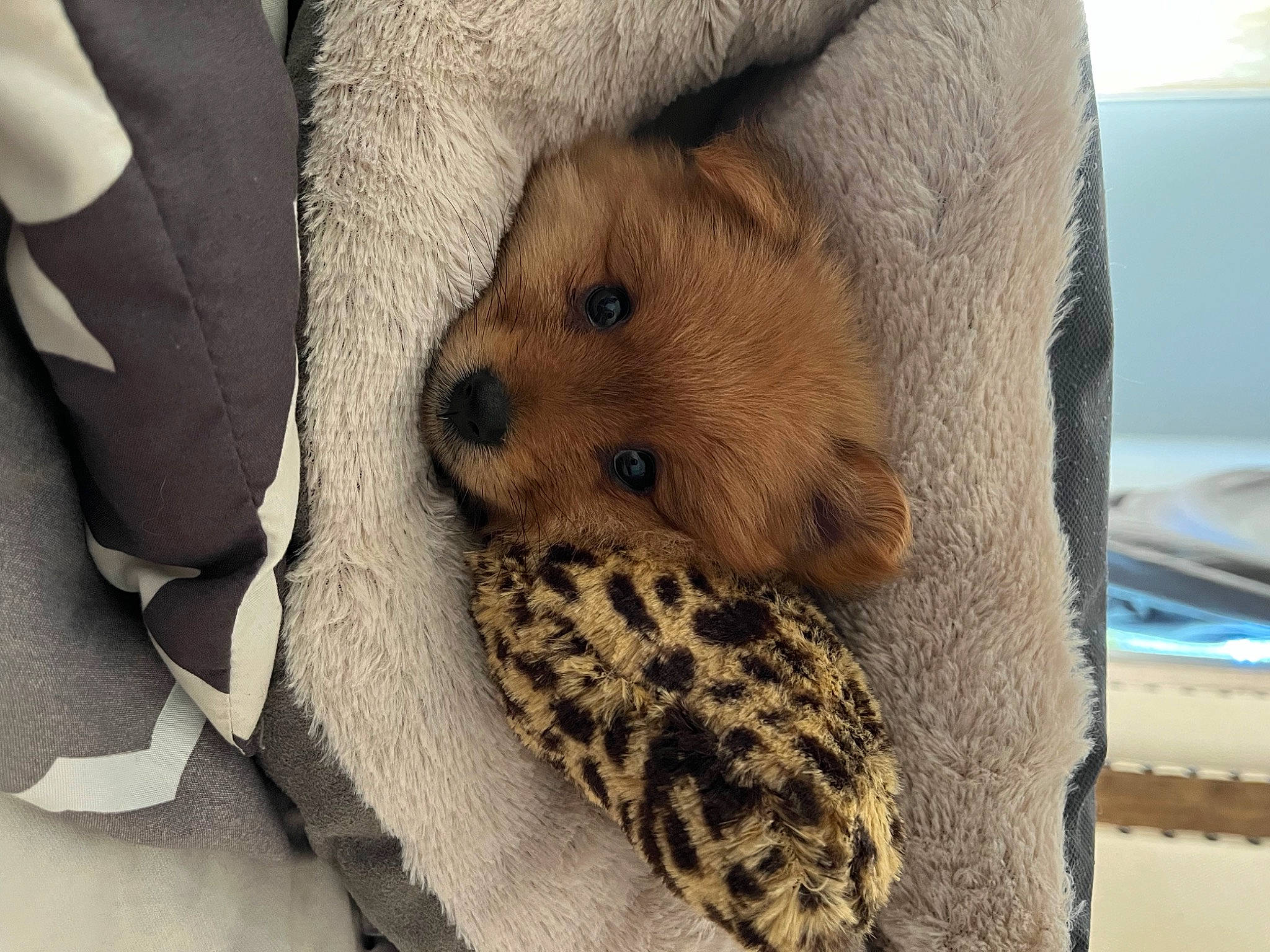 Teddy is registered to the contest to win money with this photo: canidae, carnivore, comfort, companion_dog, dog_breed, fawn, felidae, flooring, fur, linens, nap, pattern, sleep, snout, sporting_group, terrestrial_animal, textile, whiskers, wildlife, wood