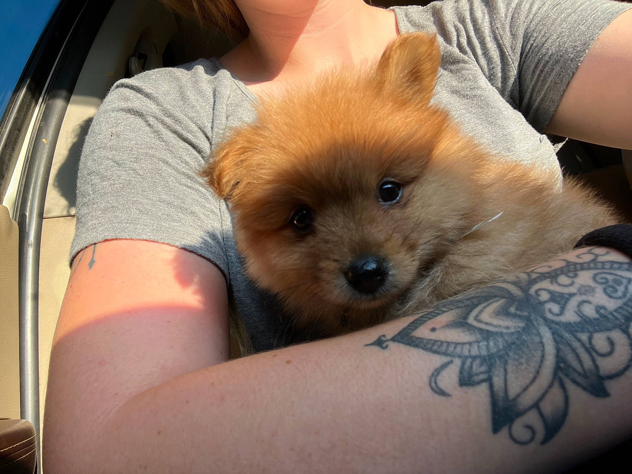 Teddy joined the competition — help win amazing prizes! abdomen, carnivore, chest, companion_dog, dog, dog_breed, fawn, fur, german_spitz, german_spitz_klein, german_spitz_mittel, hood, pomeranian, spitz, sporting_group, toy_dog, vehicle_door, whiskers, windshield, working_animal