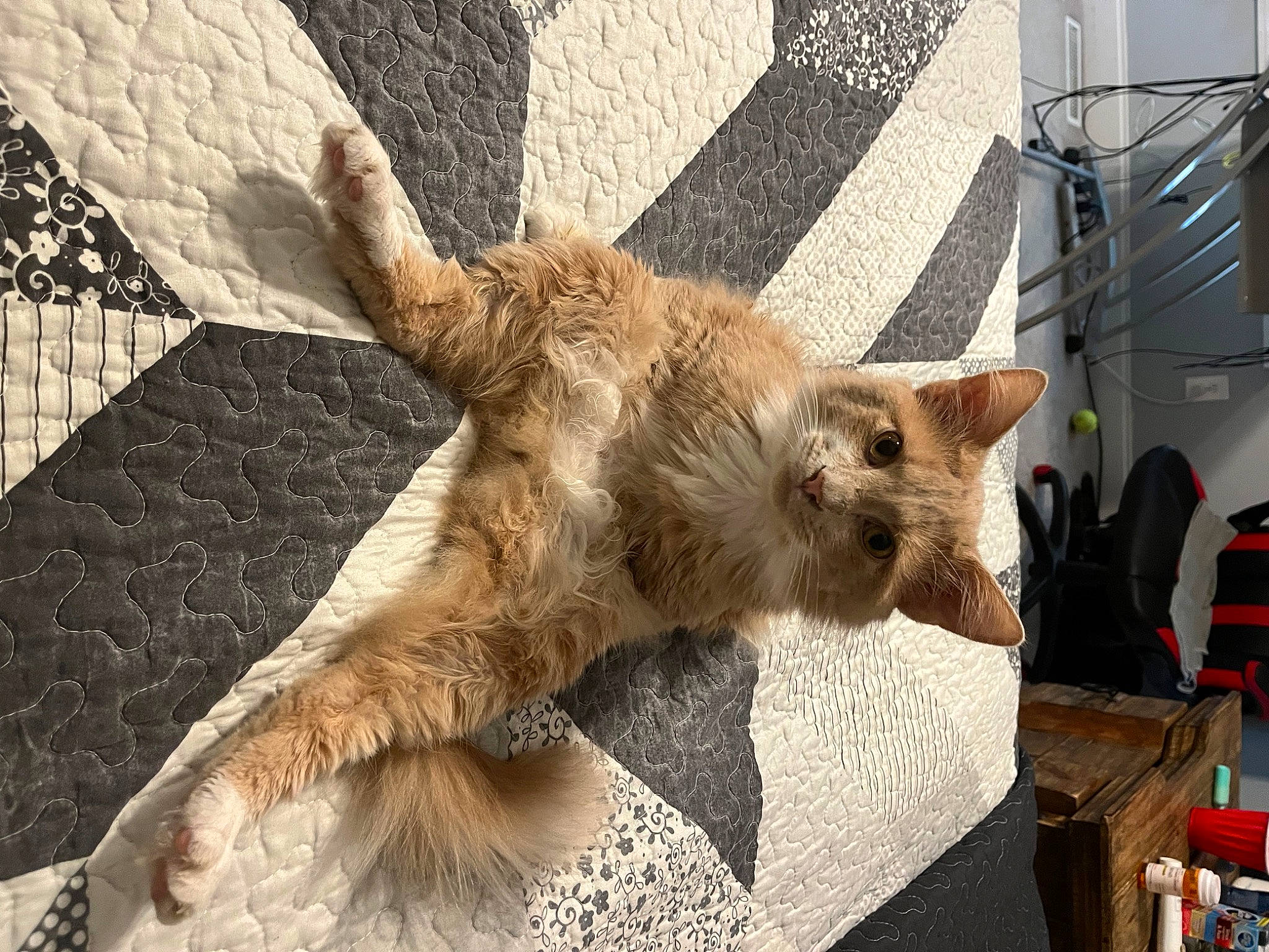 Gerald joined the competition — help win amazing prizes! canidae, carnivore, cat, chair, claw, dog_breed, domestic_short_haired_cat, fawn, felidae, fur, mammal, paw, small_to_medium_sized_cats, snout, sporting_group, tail, terrestrial_animal, vertebrate, whiskers, wood