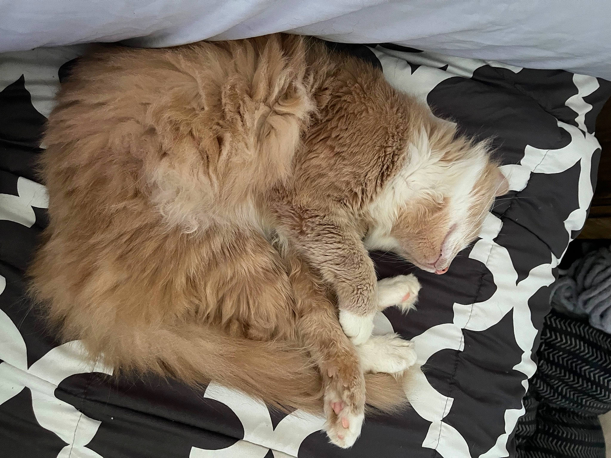 Gerald is registered to the contest to win money with this photo: british_longhair, canidae, carnivore, cat, claw, comfort, dog_breed, domestic_short_haired_cat, felidae, fur, linens, nap, paw, sleep, small_to_medium_sized_cats, sporting_group, tail, terrestrial_animal, whiskers, wing