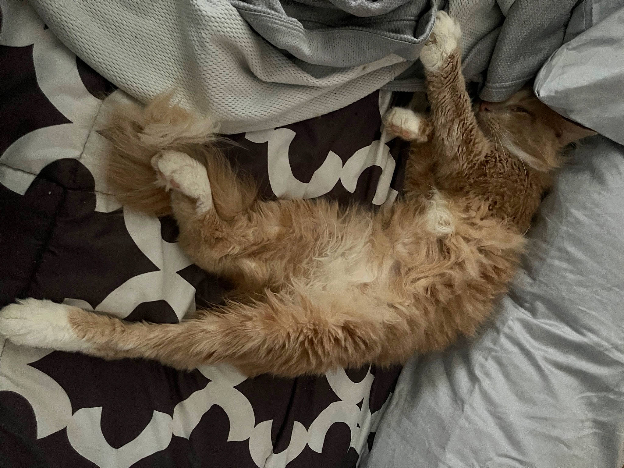 Gerald is registered to the contest to win money with this photo: boot, canidae, claw, comfort, companion_dog, dog_breed, fawn, felidae, fur, gesture, human_leg, linens, nap, paw, small_to_medium_sized_cats, sporting_group, tail, thigh, whiskers, wood