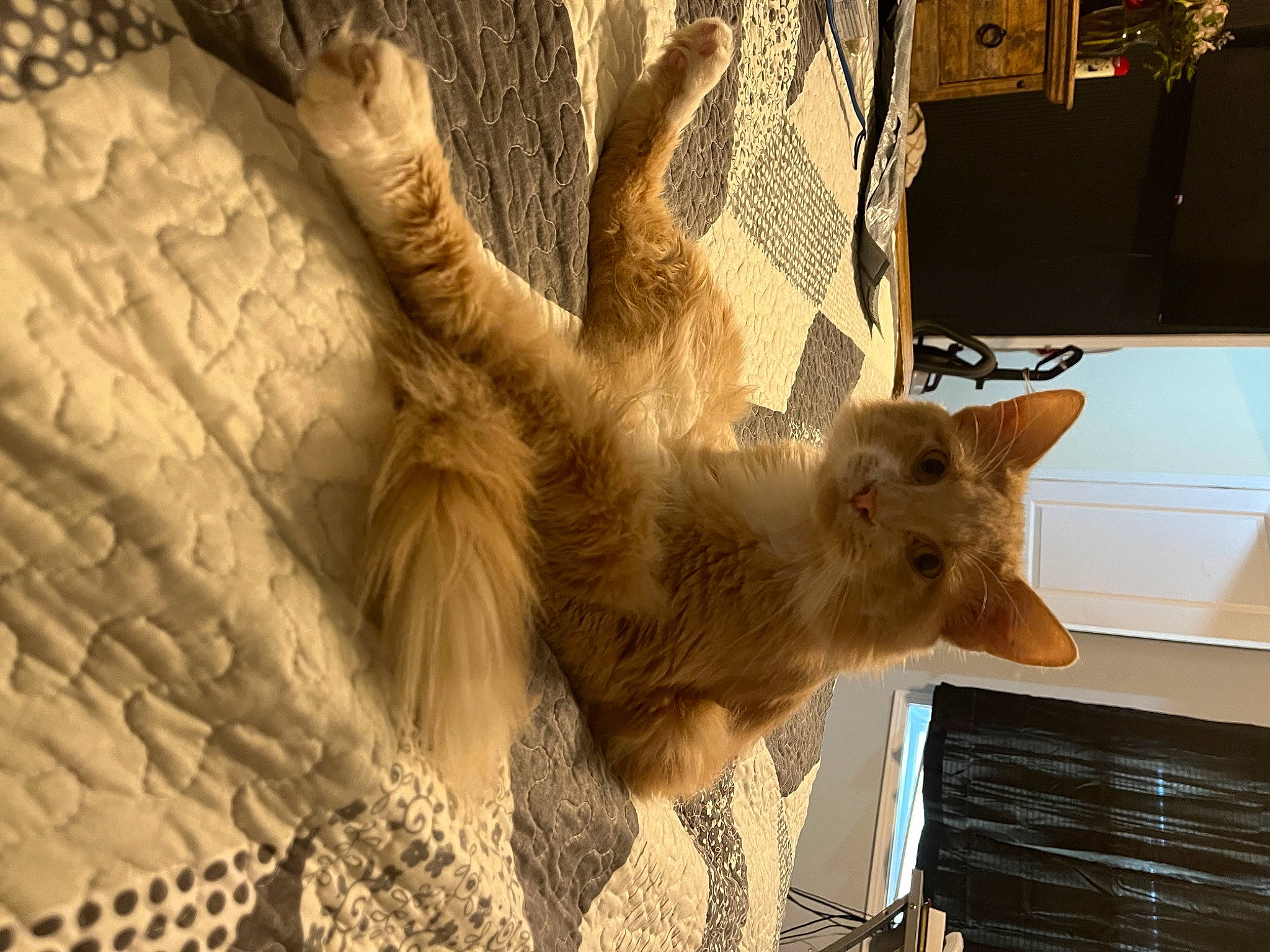 Gerald joined the competition — help win amazing prizes! canidae, carnivore, cat, claw, domestic_short_haired_cat, fawn, feather, felidae, fur, paw, small_to_medium_sized_cats, snout, tail, tree, twig, whiskers, wildlife, window, wood