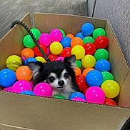 Javier joined the competition — help win amazing prizes! dog, small_dog, ball_pit, colorful_balls, cardboard_box, indoor, pet, cute, playful, black_and_white, fluffy, toy, leash, floor, carpet, happy, animal, face, ears, nose