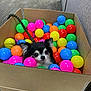 dog, small_dog, ball_pit, colorful_balls, cardboard_box, indoor, pet, cute, playful, black_and_white, fluffy, toy, leash, floor, carpet, happy, animal, face, ears, nose