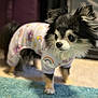 Javier joined the competition — help win amazing prizes! dog, small_dog, chihuahua, clothing, onesie, rainbow_pattern, indoor, carpet, fur, cute, pet, animal, portrait, fluffy, black_and_white, standing, closeup, curious, soft_focus, domestic