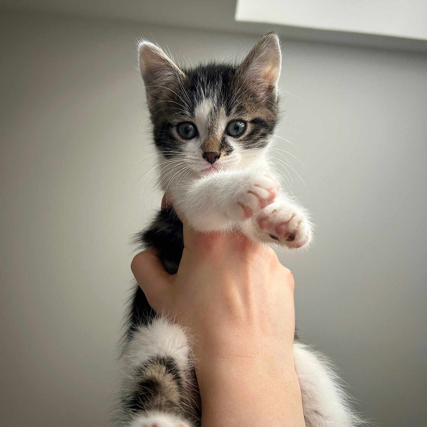 Zola a rejoint le concours — aidez-le/la à gagner de superbes lots ! abyssinian, animal, bodypart, cat, finger, hand, kitten, manx, person, pet, siamese
