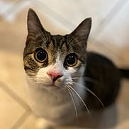 Bilbo is registered to the contest to win money with this photo: cat, close_up, indoor, curious, whiskers, face, pet, animal, tabby, white_fur, black_fur, pink_nose, floor, tile, looking_up, cute, domestic_cat, feline, ears, portrait