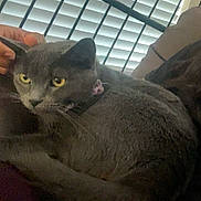 Rezz joined the competition — help win amazing prizes! animal, cat, closeup, comfort, cozy, cushion, domestic_cat, fur, furniture, gray_cat, hand, home, indoor, pet, portrait, relaxed, resting, soft_light, window_blinds, yellow_eyes