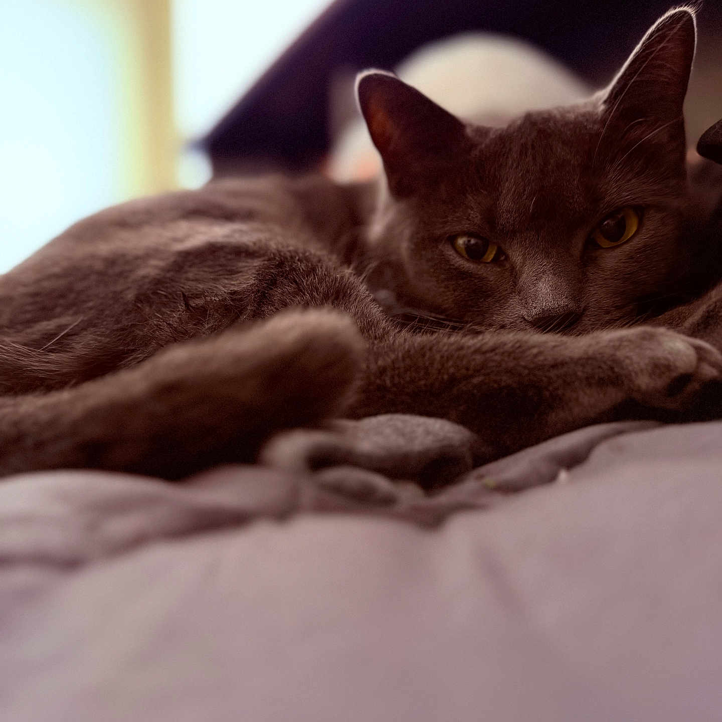 Rezz is registered to the contest to win money with this photo: animal, bed, cat, close_up, comfort, cozy, ears, eyes, feline, fur, gray_cat, indoor, lounging, pet, portrait, relaxed, resting, soft_surface, warm_light, whiskers