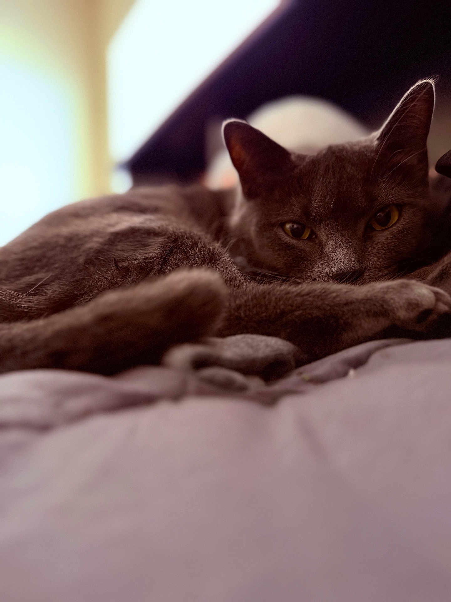 Rezz is registered to the contest to win money with this photo: animal, bed, cat, close_up, comfort, cozy, ears, eyes, feline, fur, gray_cat, indoor, lounging, pet, portrait, relaxed, resting, soft_surface, warm_light, whiskers