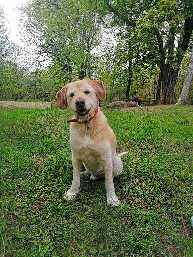 Cash a rejoint le concours — aidez-le/la à gagner de superbes lots ! canidae, carnivore, collar, companion_dog, dog, dog_breed, dog_collar, fawn, grass, gun_dog, labrador_retriever, plant, puppy, retriever, sky, snout, sporting_group, tail, tree, working_animal