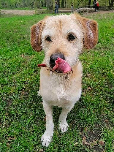 Cash participe au concours pour gagner de l'argent avec cette photo : carnivore, collar, companion_dog, dog, dog_breed, dog_collar, dog_supply, fang, grass, leash, liver, plant, retriever, service, small_terrier, sporting_group, tail, terrier, tree, working_animal