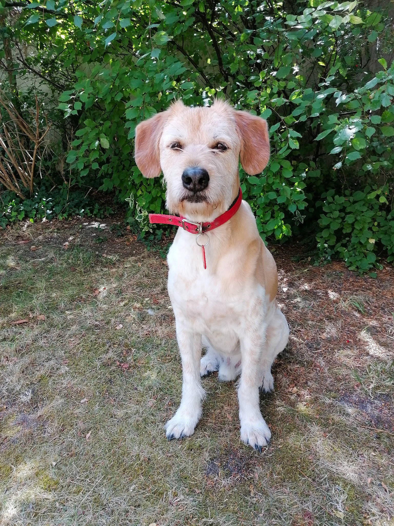 Cash participe au concours pour gagner de l'argent avec cette photo : canidae, carnivore, collar, companion_dog, dog, dog_breed, dog_collar, dog_supply, fawn, grass, gun_dog, leash, liver, pet_supply, plant, snout, sporting_group, tail, tree, working_animal