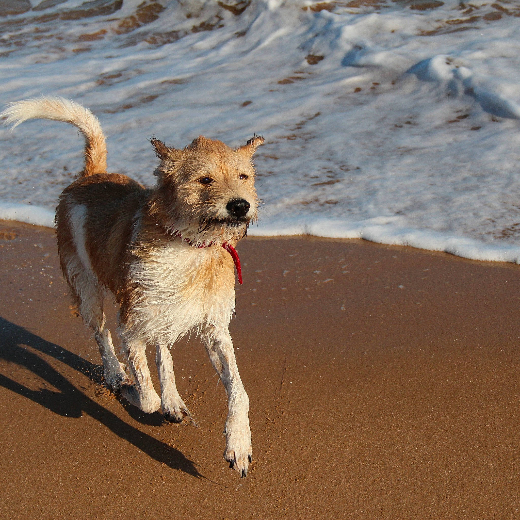 Cash participe au concours pour gagner de l'argent avec cette photo : beach, canidae, carnivore, collar, companion_dog, disc_dog, dog, dog_breed, dog_collar, fawn, landscape, leash, pet_supply, snout, sporting_group, tail, terrestrial_animal, terrier, water, working_animal