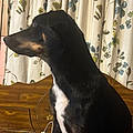 Gracie S.